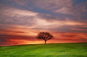 lonely tree